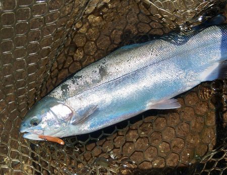 ボトムが好調 ～平谷湖フィッシングスポット…